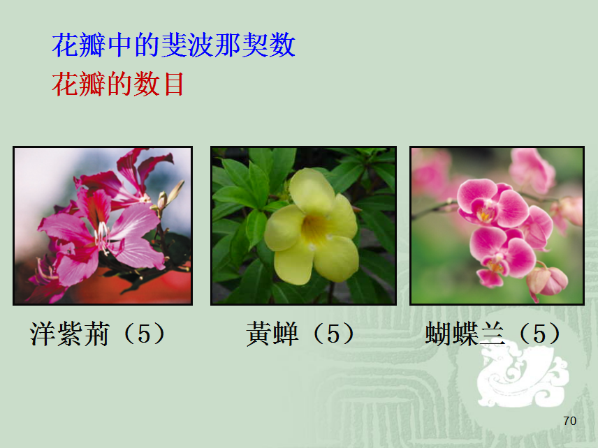 花瓣中的斐波那契数.png