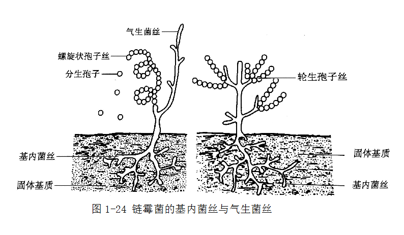 放线菌的形态结构图图片
