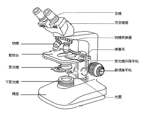 普通光学显微镜由机械装置和光学系统两大部分组成