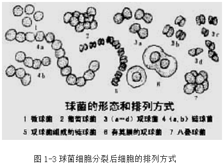 图1-3球菌细胞分裂后细胞的排列方式.png