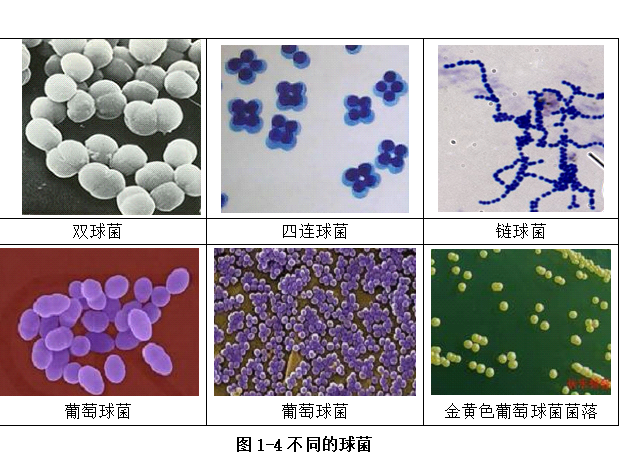 球菌分类图片