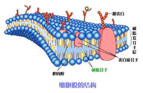 细胞膜结构模式图详细图片