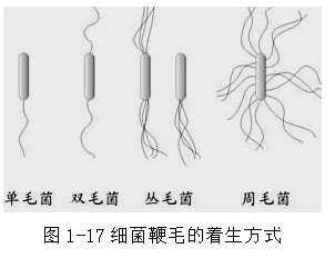 鞭毛变形杆菌手绘图图片