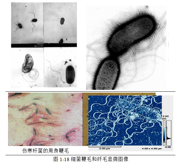 图1-18细菌鞭毛和纤毛显微图像.png