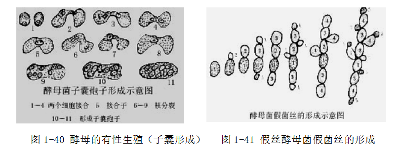 酵母菌的有性生殖图解图片