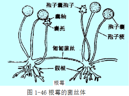 根霉菌丝结构示意图图片