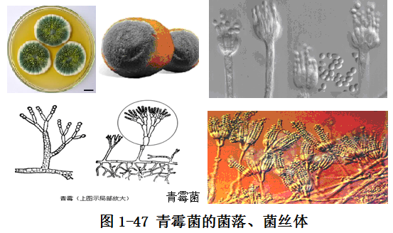 图1-47 青霉菌的菌落、菌丝体.png