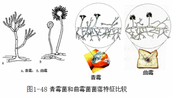 青霉菌形态的结构简图图片