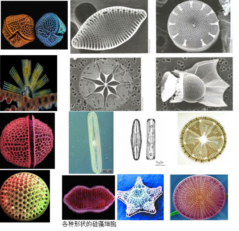 船形硅藻微生物图片图片