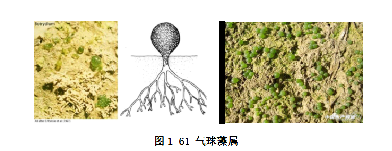 图1-61 气球藻属.png