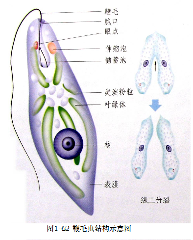 鞭毛虫结构示意图.png