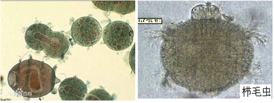 图1-67 栉毛虫.png