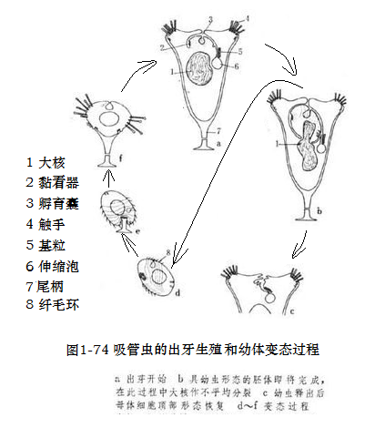 图1-74吸管虫的出芽生殖和幼体变态过程.png