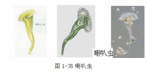 图1-76喇叭虫.png