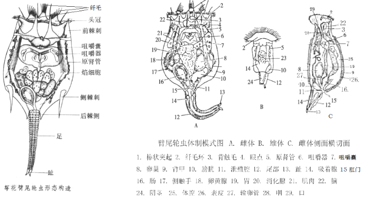 轮虫结构.png