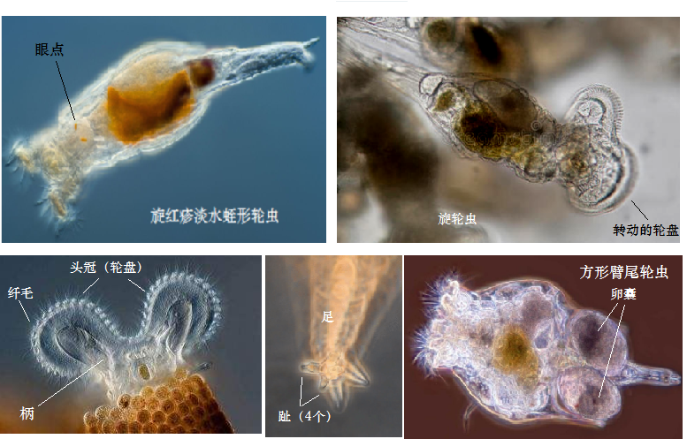 轮虫分类图片