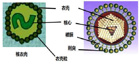 图1-84病毒结构示意图.png